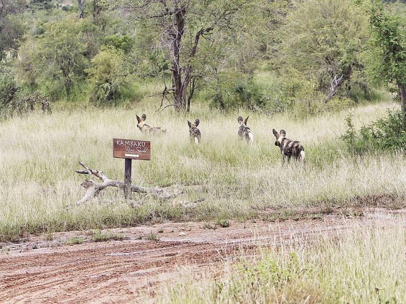 Kambaku River Sands Hotel Hoedspruit Kültér fotó